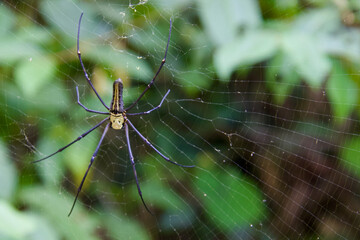 spider on the web