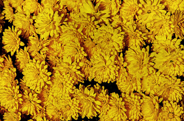 Various-colored and various-shaped inflorescences of ornamental plants characteristic for the feast of the dead celebrated in Podlasie in Poland on 01-02.2022.