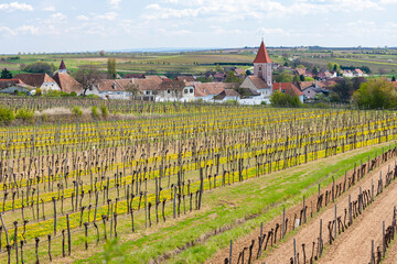 Poster - spring vineyards near Mitterretzbach in Lower Austria, Austria