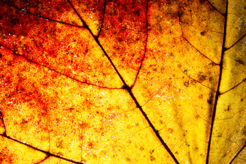 Wall Mural - Yellow autumn leaf background. Vibrant golden color natural veins texture. Closeup macro orange fall pattern. Red natural autumn season texture. Dry, orange leaves.