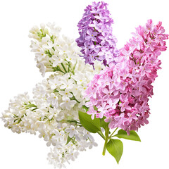 Several branches of lilac branches. Lilac flowers. Beautiful lilac.