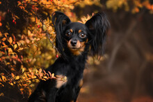 Beautiful Long Haired Russian Toy Dog Portrait In Autumn