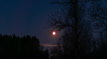 Wall Mural - red moon between trees in countryside