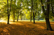 Park and trees in the sun. The sun's rays on autumn leaves.