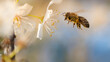 Bienen (Anthophila), an einer Blüte, fliegend