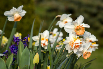 Canvas Print - spring flowers in the garden - narcissus, tulips, hyacinth flowers