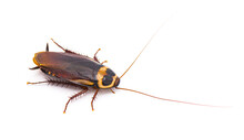 Australian Cockroach - Periplaneta Australasiae Fabricius - Isolated On White Background.   Top Side Profile View