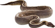 ball python snake on isolated white background