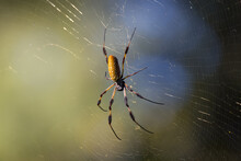 Golden Orbweaver Spider