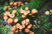 Group Of Honey Mushrooms In The Forest. Honey Mushrooms In The Grass