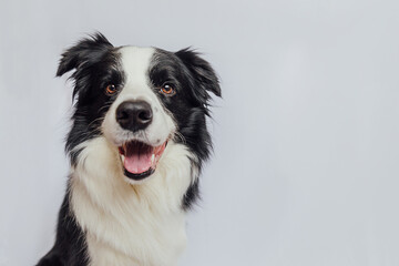 Wall Mural - Cute puppy dog border collie with funny face isolated on white background with copy space. Pet dog looking at camera, front view portrait, one animal. Pet care and animals concept