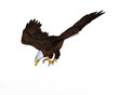 American bald eagle in attack position, isolated on transparent background. 3D rendering . PNG