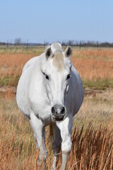 Wall Mural - White Horse