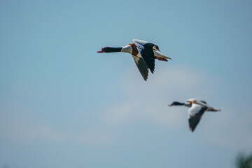 Wall Mural - Shelduck (Tadorna tadorna) flying against a blue sky background