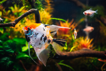 Poster - lovely angel fish in my aquarium