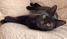 A Black Siamese Cat With Yellow Eyes Lies On The Couch. Freedom For Animals. Soft Focus
