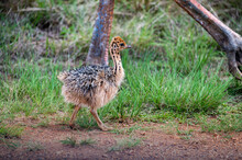Ostrich Chick, Photographed In South Africa.