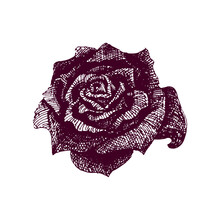 Rose Vector Drawing, Flower Illustration. Drawing For A Tattoo, A Sketch In Red. Rosebud For Decoration