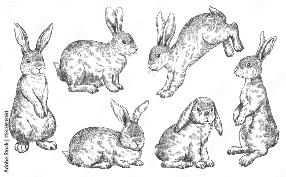 Etching Clips | Rabbit Etching Clips | Rabbit