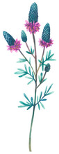 Purple Prairie Clover Wildflower