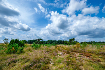 Canvas Print - Tongerense heide