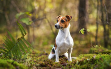 Small Jack Russell Terrier Sitting On Forest Path With Leaves, Moss And Twigs, Blurred Trees Background
