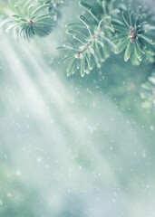 Wall Mural - christmas and winter concept. beautiful green fir tree branches, snow and sunlights. soft focus, blu