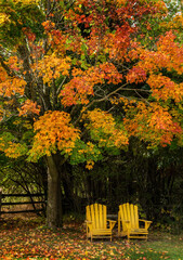 Large maple tree in autumn colour with two lawn chairs below