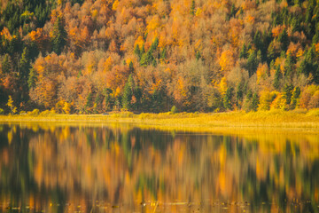 Wall Mural - reflection of trees in lake