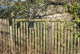 Fototapeta Desenie - part of an old gray green wooden fence with broken boards overgrown with vegetation on a rural street