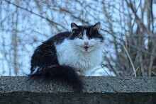 One Big Fluffy Black White Cat Sits On A Gray Concrete Fence Outside
