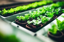 Commercial Hydroponic Plantation With Green Garden Cultivated In Agricultural Farm. Natural Organic Vegetable Seedling Cultivation For Health Food Market