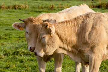 two cows graze in the meadow in clear day