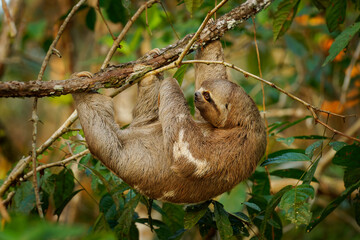 Wall Mural - brown-throated sloth - bradypus variegatus species of three-toed sloth found in the neotropical real