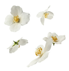 Wall Mural - Jasmine bloom. A beautifull white flower of Jasmine falling in the air isolated