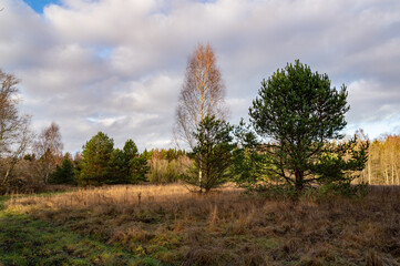 Wall Mural - autumn landscape with trees