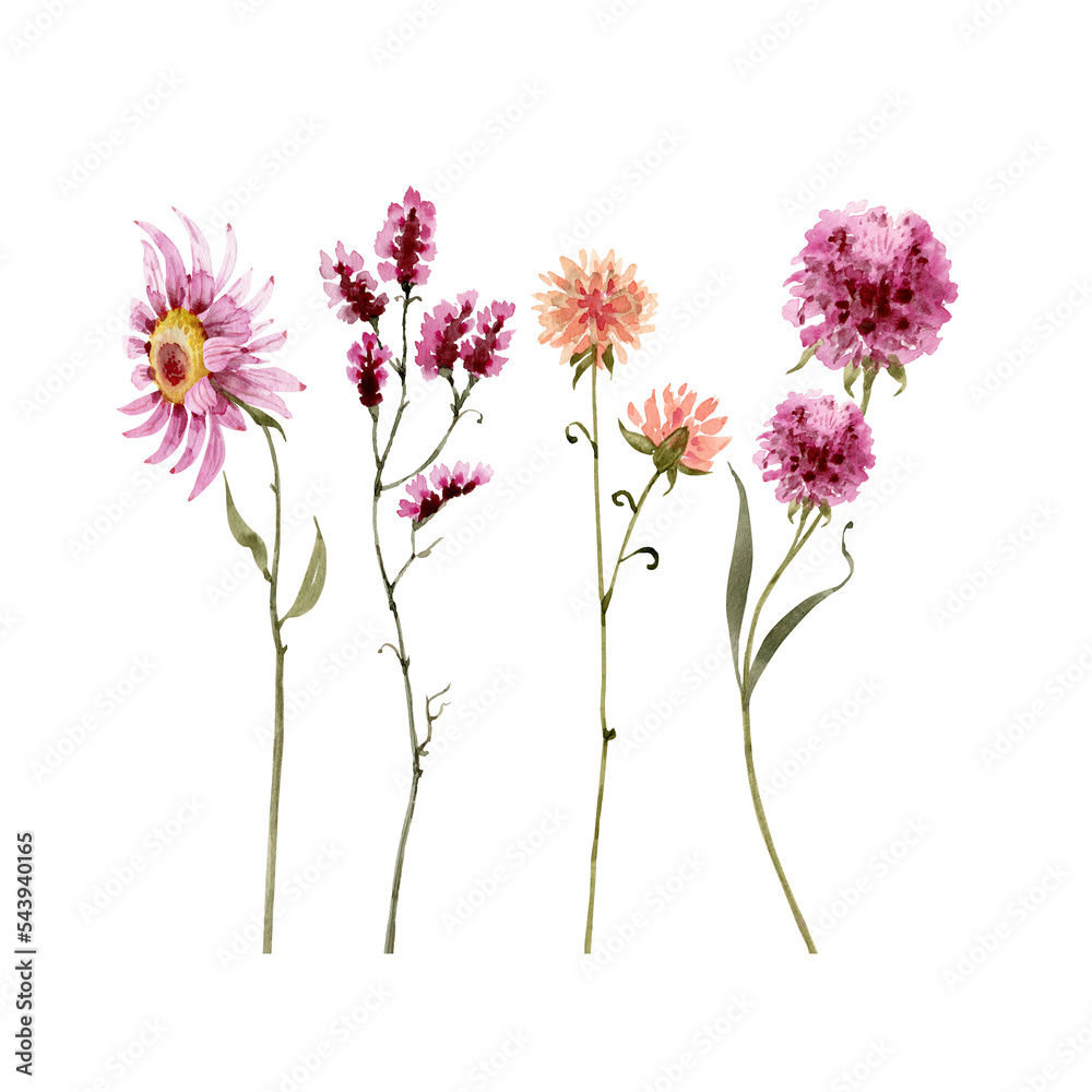 set of watercolor illustrations of flowers on a white background. hand ...