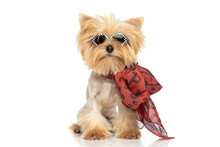 Beautiful Yorkshire Terrier Dog Wearing Sunglasses And Bandana