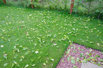 Wall Mural - Autumn leaves fallen from trees on garden lawn