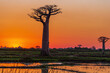 Baobabs at sunset in Madagascar, Africa