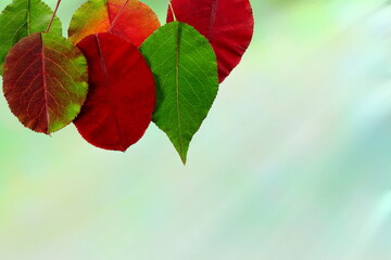 Wall Mural - colorful nature fall or autumn leaves texture in blur background with copy space