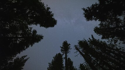Wall Mural - time lapse looking up at the stars moving across the night sky between tall trees.