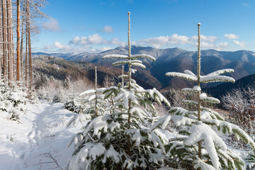 Sticker - Snow covered trees on the winter mountain trail