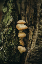 Close Up Of A Group Of Mushrooms Growing On A Tree In The Forest.