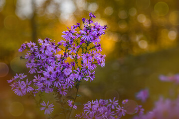 Wall Mural - Purple  Aster amellus, the European Michaelmas daisy, flowers in the park in the forests in golden Autumn