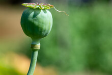 A Single Round Vibrant Green Color Poppy Seed Pod With A Cap On The Seed Head And A Long Green Stem Grows In A Flower Garden. The Fresh Ripe Round Cocoon Of The Opium Poppy Flower Is Ready To Bloom. 