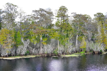 Canvas Print - Landscape of Hillsborough river at Lettuce lake park	in autumn