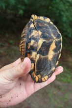 Person Holding An Eastern Box Turtle (Terrapene Carolina) Demonstrating How The Plastron Closes At The Hinges To Allow The Turtle To Protect Its Head, Legs And Tail Within The Shell. 
