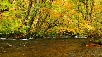 Wall Mural - dramatic view of many red maple leaves and flowing water in autumn or fall, oirase river in aomori p