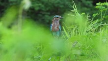 Indian Roller Or Coracias Benghalensis Bird Habitat In Monsoon Green Season At Forest Of Central India Asia